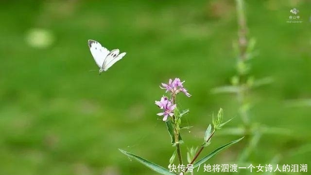 可赏:春暖花开之际赶紧播下香草种子, 可观可赏还能让你家餐桌喷香