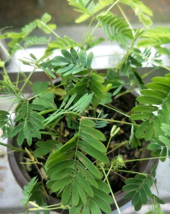 家中的小孩@花市常见这种草,小朋友都喜欢,叶子会闭合,千万不要给孩子买