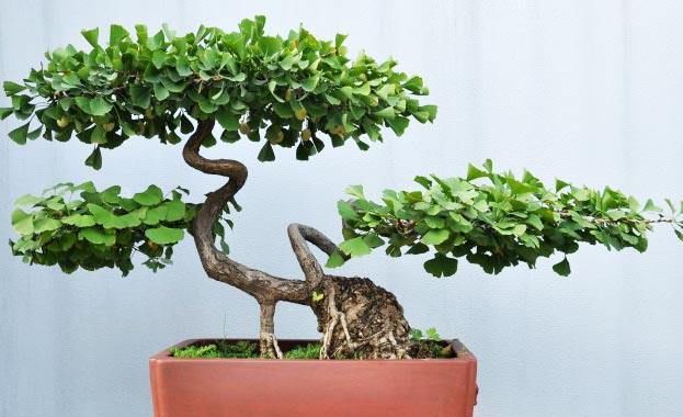 怎样才能把银杏树制作成漂亮的盆景?