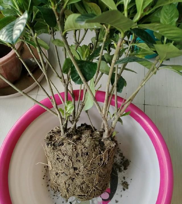  #栀子花#养了2年的栀子花，一换盆就死了，问题不在花身上，在你身上
