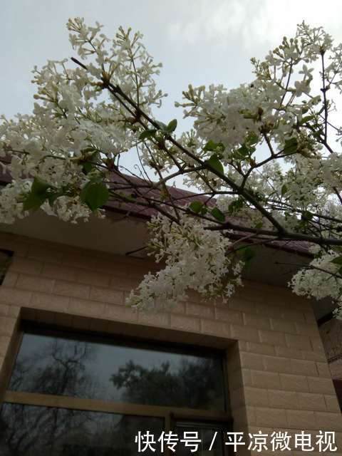  【春天】甘肃平凉老宅院内白丁香花又开了