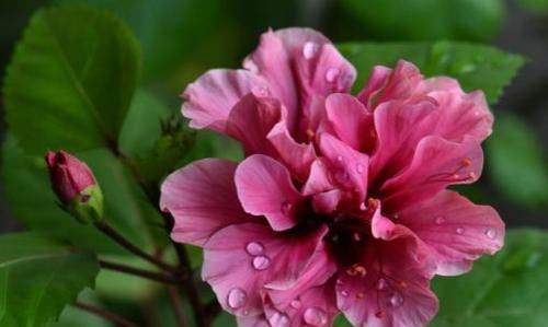  『种植』5种花适合养阳台，花开绚丽夺目，一年四季都盛开，繁盛惹人爱