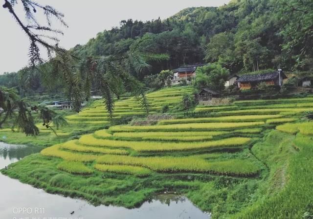 跟着秋的脚步，踏进了稻谷飘香的花院！