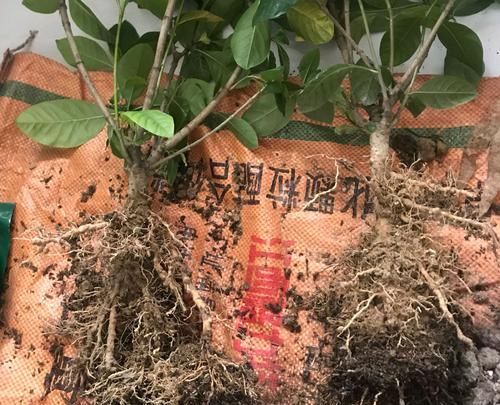  【栀子花】栀子花叶片总是无光泽，还不发新芽，脱盆以后见真章，祸端在此
