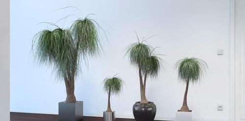  「观叶」没想到酒瓶兰开花这么灿烂，养室内变观叶植物，大半年不浇水也行