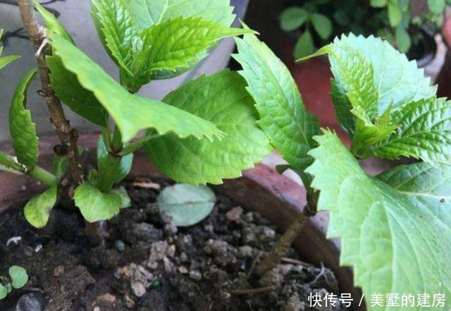 漂亮|养6种花,扦插真简单,不用生根粉也能快速生根成活