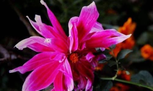  「春风」春天养此款花卉，春风吹开花旺，花姿妖娆，四季繁花似锦，美