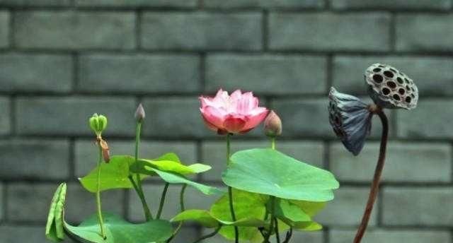  「绿萝」3种“花草”，越是浇水长势越好，一个月长满一大盆，比绿萝还美