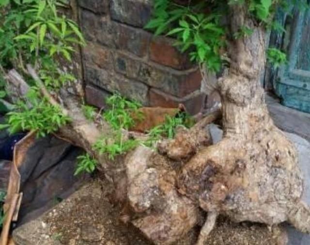  【见到】山上开紫色花的植物，人称“荆棵”是盆景佳品，见到挖回家