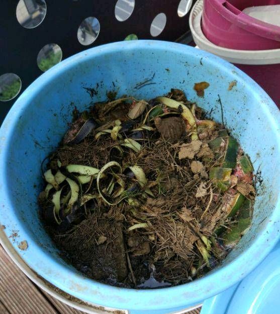  「花肥」吃完西瓜皮就扔？可惜它被制成了肥水，栀子花和茉莉花！