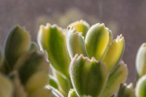  「植株生长」熊童子砍头后这样养护，叶片肥厚，株形好看