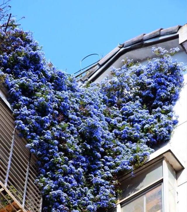 #开花#这4种花,花期特别长,养一盆全年都有花看!