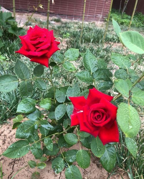 花期■喜欢养花,不如养盆短毛丸,观赏价值高,花型圆滚奇特惹人爱