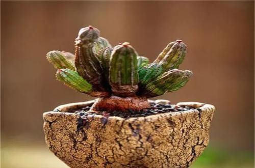  [植物]史上“最萌植物”的变态版来袭！
