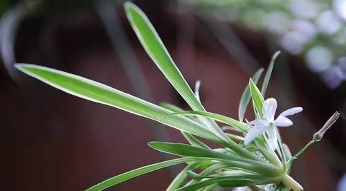 侧枝@这是世上最好养的花,随便捡个侧枝,就能长爆盆!