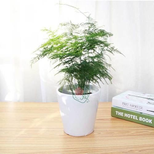  [摆放文竹]花卉租赁用文竹好处多多