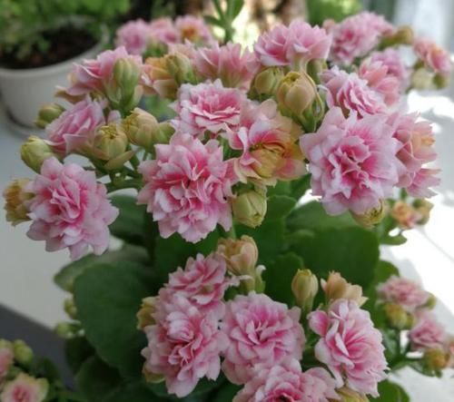 [长寿花]“5种花”花大色艳易爆盆，家里养一盆，养出小花园，美到极致！
