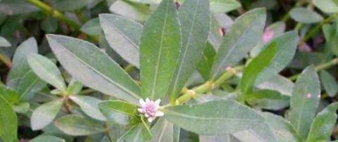 农村一种“害草”经常被农民除掉 现在成了能卖钱的稀罕物！