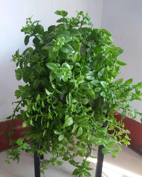  [要素]牡丹吊兰只长叶片不开花？搞清楚开花2要素，开花繁艳爆盆很简单