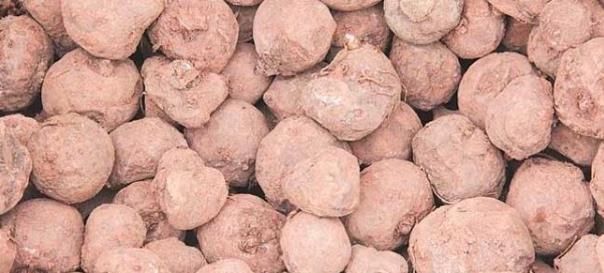  种植@去年9毛一斤不愿意种，如今卖7000元一吨，农民：今年种太