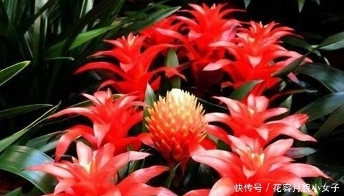 万能|什么腐叶土都不如这种土,它才是养花的万能土,养啥都旺盛