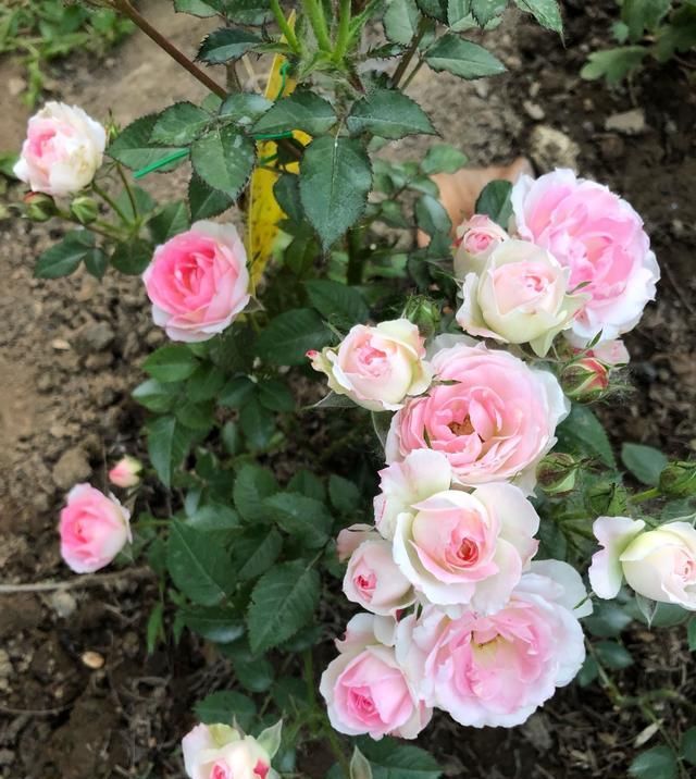  此种：此种木本植物，四季都开花，花朵超美，植株低矮，很适合阳台盆栽