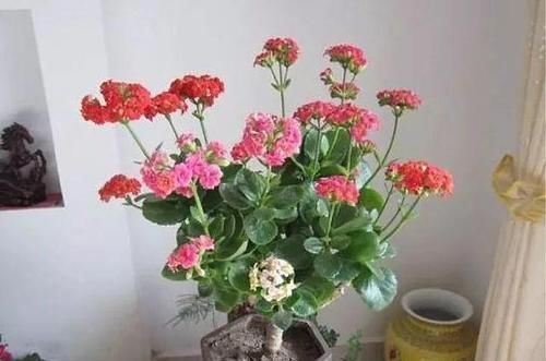  玉树：长寿花教你一招，老桩来的快，开的花也多，现在养护正当时！