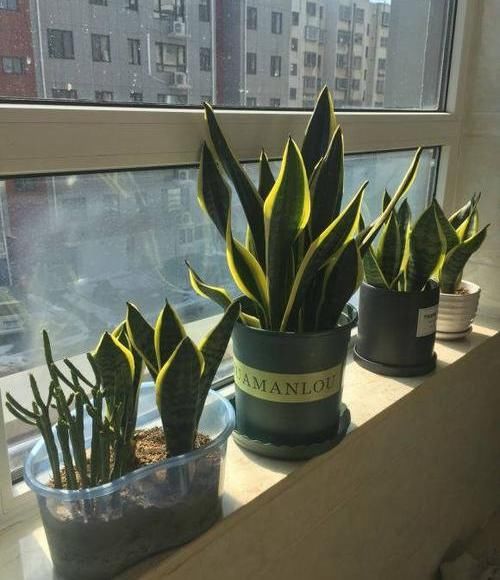  「绿萝」?养花养不活？试试这4种，“植物杀手”都能养活，爆盆不费劲