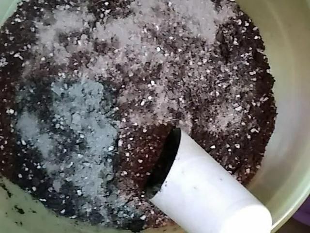  ＂x＂:＂0＂在家自制壮根水，7天浇一次，养出白胖萝卜根！