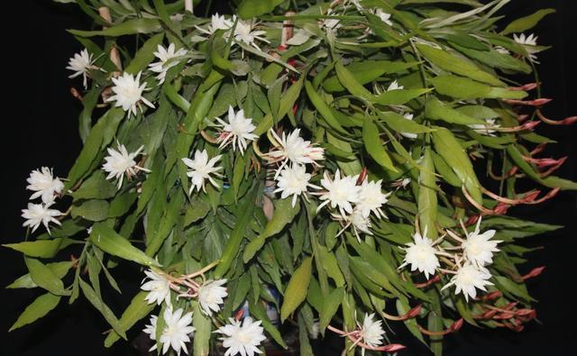#过度#月下美人昙花有花苞了怎么养开花爆盆?不要过度养护而开花失败