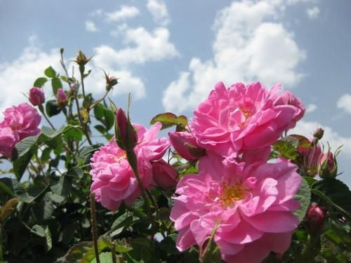 「牡丹」喜欢菊花,不如养盆“精品牡丹”景玉,花开紫芯黄蕊,粉嫩欲滴!