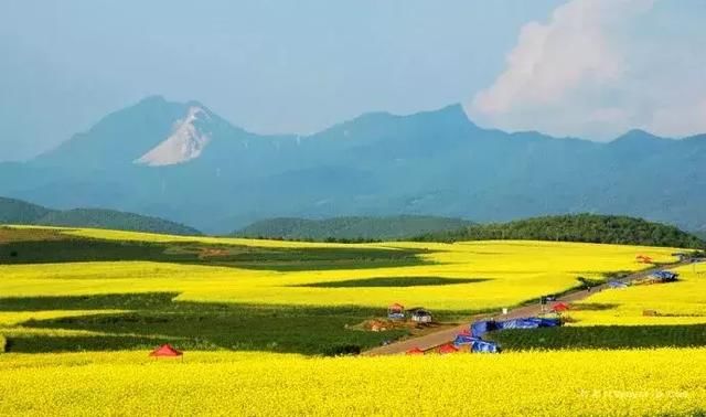 春季花开哪家强？云南16州市最美赏花点看过来！