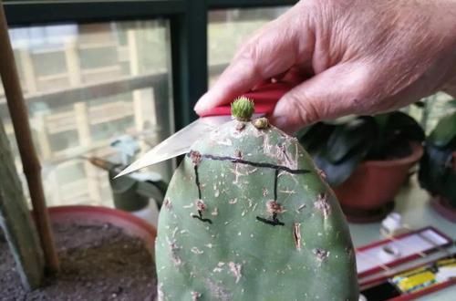  「萝卜」蟹爪兰插萝卜上，也能嫁接？这波操作还是头一回见！