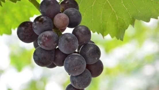  盆中：盆栽葡萄必备知识，这个一定要了解