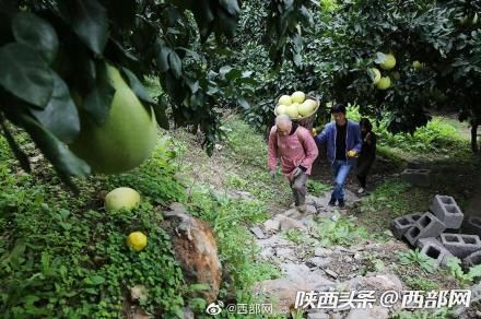  #果树#旬阳60后夫妻种果树23年 百亩果园每年带来五六十万纯收入