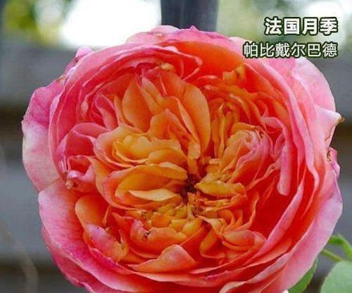 #优良#“优良月季”戴尔巴德,花型丰满,色泽柔和,非常值得拥有