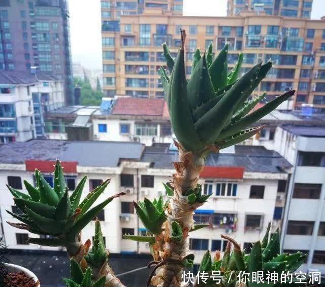  【值钱】芦荟不值钱，养成“老桩”很稀罕，叶子胶质多，越老越值钱
