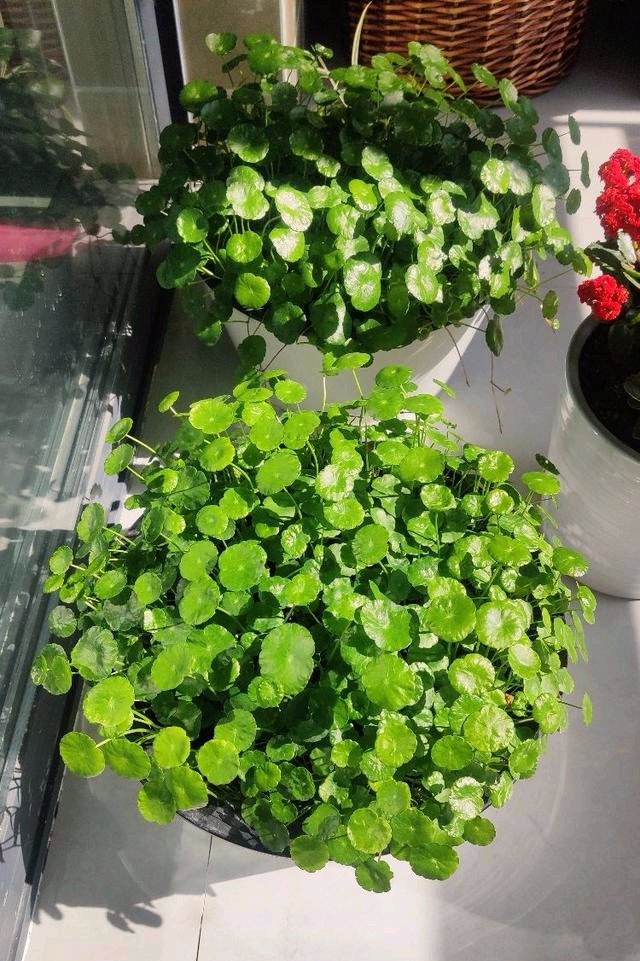  【漂亮】4种便宜的花草，最爱在春天开花，剪一茬开一茬，开得越来越漂亮！叶子也很美