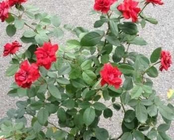  #养上一盆#3盆花放客厅，从年头“香”到年尾，去异味、空气好，养了就是赚