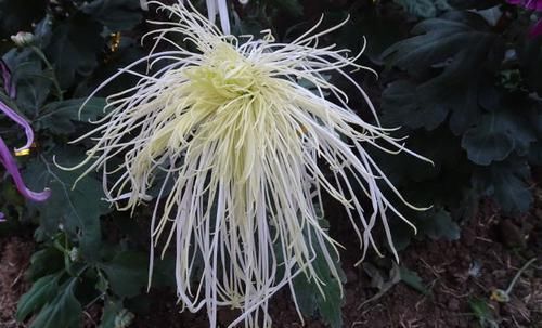  【风姿绰约】喜欢菊花，养盆“十大名菊之三”十丈珠帘，花开似瀑布，风姿绰约