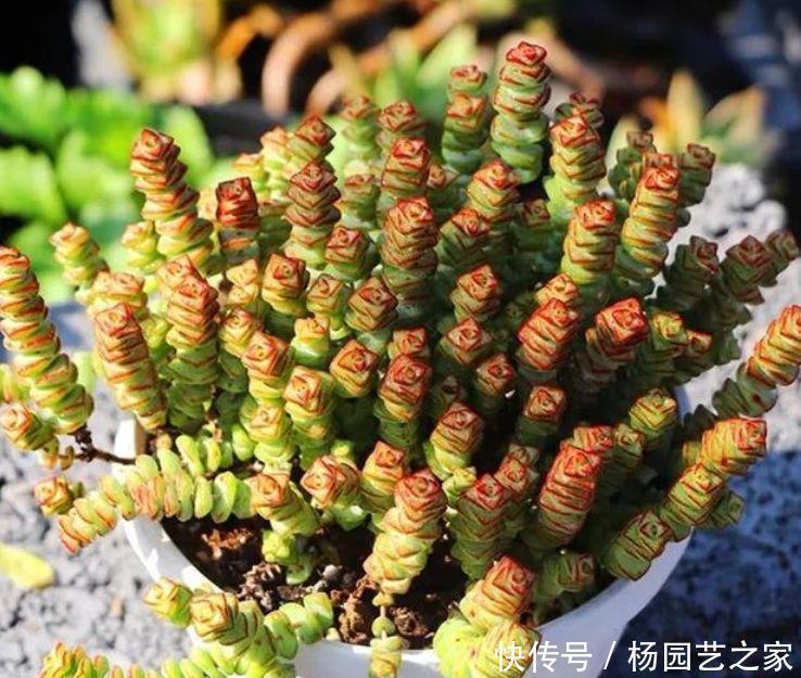  越养越■聪明人都养5种花，净化空气，越养越喜欢，又旺运