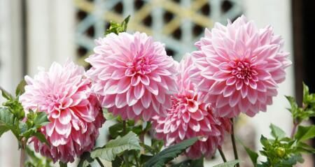  #涨势#养殖大丽花注意这几点，涨势会更好