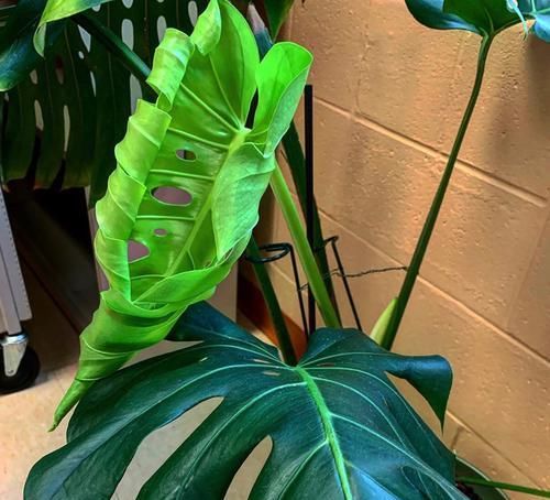  #龟背竹#叶子带白斑的龟背竹盆栽，害怕叶色退化了，经常浇磷酸二氢钾水肥