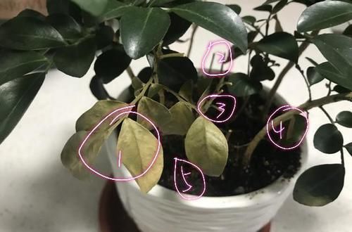  小妙：九里香僵苗不长，叶子枯黄掉落怎么办？几个小妙招，开花飘香九里