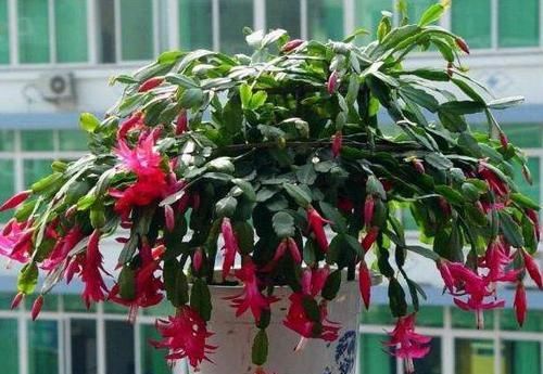  「接一波」做好4点，蟹爪兰一波接一波的开花，照样迎来繁花似锦的'春天'