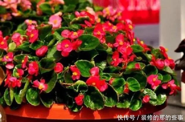  寓意|民间3种“贵气花”，外形美艳不输玫瑰，关键容易养活还有好寓意
