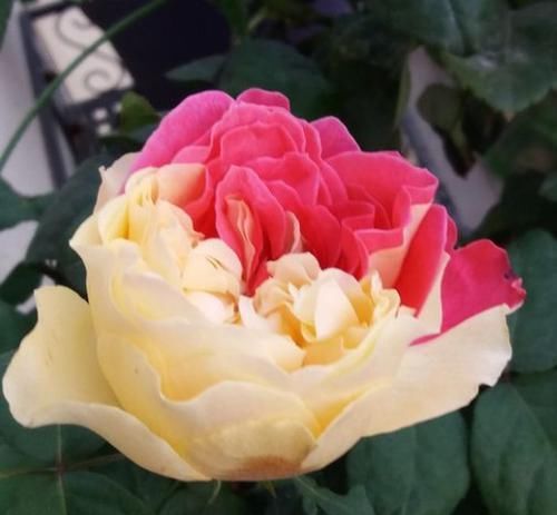  发现@无意间发现的花苗！花开时招蜂引蝶，阳台瞬间成小花园