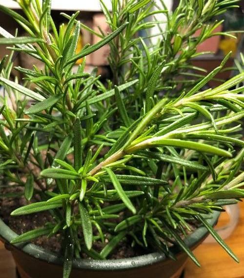  『天然』迷迭香带香气，天然“香料植物”，家里养一盆，免费空气清洁剂