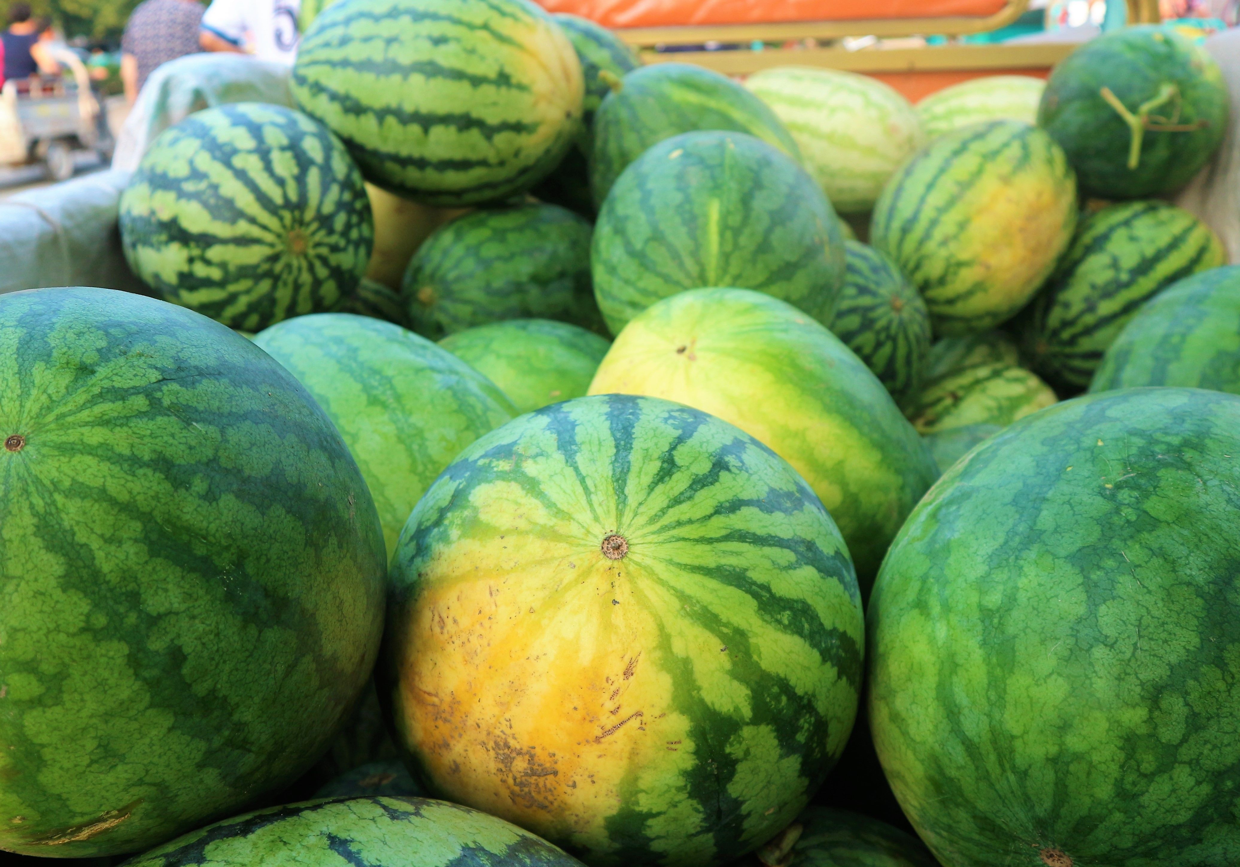 70岁农村老人种植5亩西瓜，能赚多少钱?农民大伯讲出真相