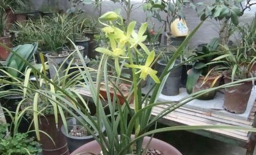  『趁早』这3种植物，等到开花再修剪就晚了，趁早剪，花草少受伤害